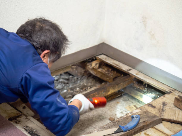 Morton, PA Mold Remediation Company