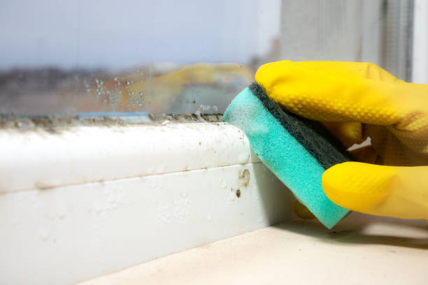 Best Black Mold Remediation in Morton, PA