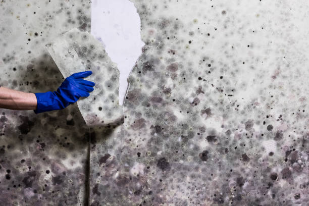 Best Mold Remediation for Specific Building Types in Morton, PA